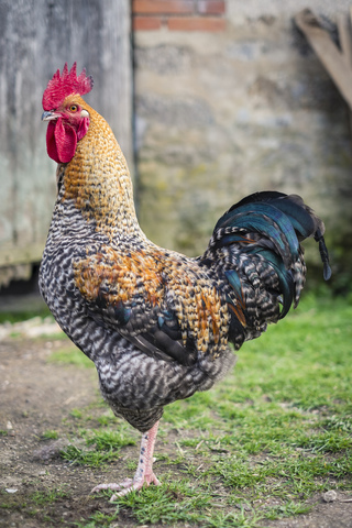 Hahn, männliches Huhn auf einem Geflügelhof mit Freilandhaltung., lizenzfreies Stockfoto