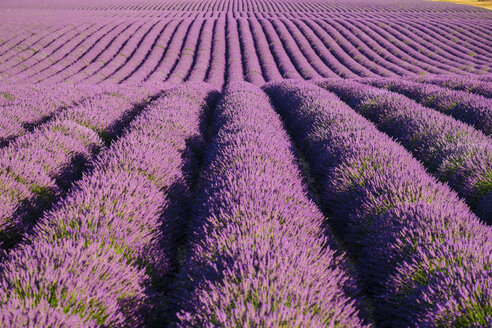 Reihen von lila Lavendel in der Blütezeit Anfang Juli auf einem Feld auf dem Plateau de Valensole bei Puimoisson - AURF03528