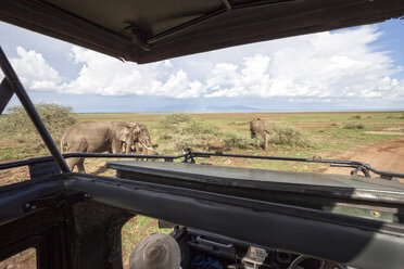 Safari im Lake Manyara National Park, Tansania - AURF03529