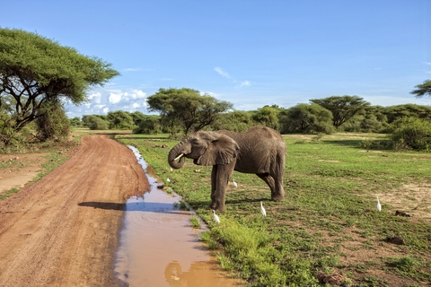 Safari im Lake Manyara National Park, Tansania, lizenzfreies Stockfoto