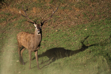 Red deer, (Cervus elaphus) - AURF03556