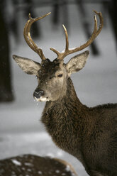 Rothirsch, (Cervus elaphus) - AURF03557