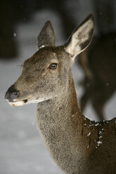 Red deer, (Cervus elaphus) - AURF03558