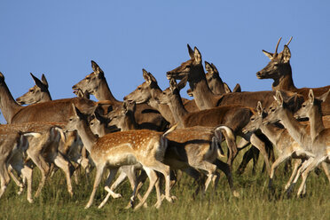 Red deer, (Cervus elaphus) - AURF03559