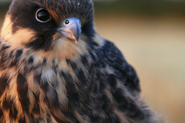 Baumfalke (Falco subbuteo) im Naturpark Villafafila, Zamora - AURF03560