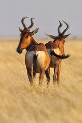 Kuhantilopen (Alcelaphus buselaphus), Etosha-Nationalpark, Namibia - AURF03563