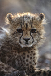 Gepard (Acinonyx Jubatus), Etosha-Nationalpark, Namibia - AURF03564