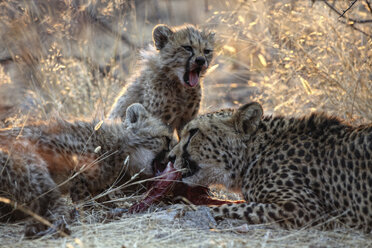 Gepard (Acinonyx Jubatus), Etosha-Nationalpark, Namibia - AURF03565