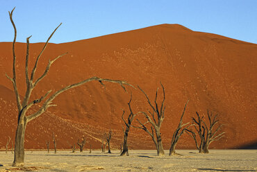 Tote Bäume, Deadvlei, Sossusvlei, Namib Naukluft Park, Namib-Wüste, Namibia, Afrika - AURF03566