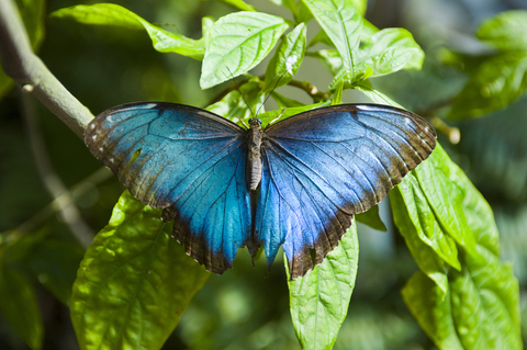 Ein blauer Morpho-Schmetterling, lizenzfreies Stockfoto