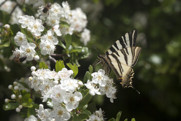 Ein Schmetterling leckt an einer weißen Blume in Prado del Rey, Sierra de Cadiz, Andalusien, Spanien - AURF03627