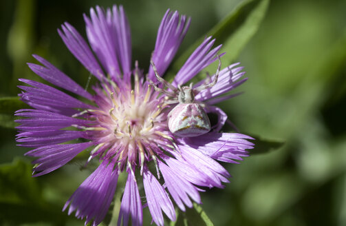 Eine getarnte Spinne hockt auf einer violetten Blume in Prado del Rey, Sierra de Cadiz, Andalusien, Spanien - AURF03628