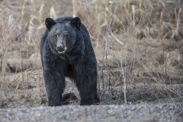 A black bear next to the road on the Alaska Highway. - AURF03632
