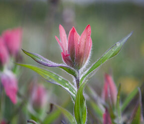 A magenta Indian Paintbrush (Castilleja miniata) or prairie-fire flower - AURF03696