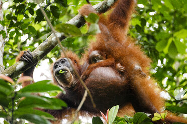 Mutter und Kind eines Sumatra-Orang-Utans (Pongo abelii). - AURF03721