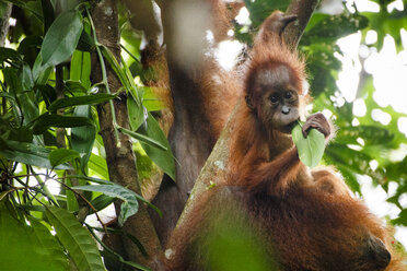 Mutter und Kind eines Sumatra-Orang-Utans (Pongo abelii). - AURF03723