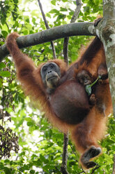 Mutter und Kind eines Sumatra-Orang-Utans (Pongo abelii). - AURF03724