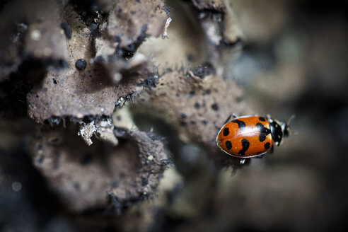 Ein einzelner Marienkäfer (Coccinellidae) krabbelt über braune Flechten. - AURF03743