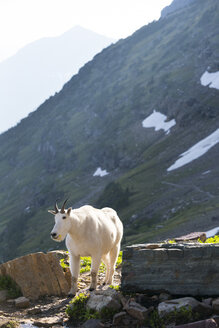 A mountain goat walks down a trail in Glacier National Park, Montana. - AURF03757