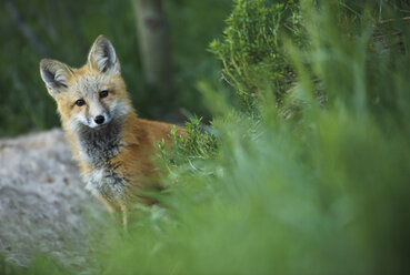 Ein wilder Rotfuchs (Vulpes vulpes) in Winter Park, Colorado. - AURF03762