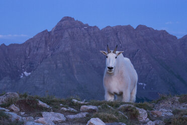 A Mountain Goat (Oreamnos americanus) in front of Pyramid Peak in Colorado. - AURF03764