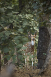 Ein Fleckenhirsch (Axis axis) im indischen Bandhavgarh-Nationalpark. - AURF03768