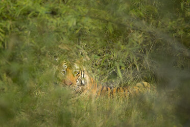 A wild Bengal tiger (Panthera tigris) in India's Bandhavgarh National Park. - AURF03769