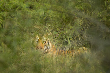 Ein wilder bengalischer Tiger (Panthera tigris) im indischen Bandhavgarh-Nationalpark. - AURF03769