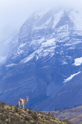 Ein wildes Guanako (Lama guanicoe) im Torres del Paine National Park. - AURF03775