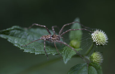 Eine Spinne, die auf einem grünen Blatt in Xilitla, San Luis Potosi, Mexiko, hockt - AURF03781