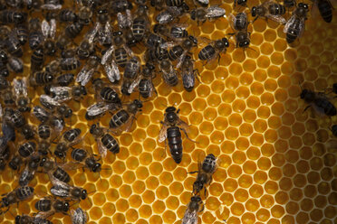 Eine Bienenkönigin spaziert in der Mitte eines Bienenstocks des Bienenstandes der Imker von Puremiel in Arcos de la Frontera, Provinz Cadiz, Andalusien, Spanien - AURF03782