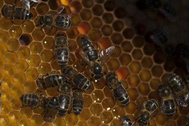 Eine Bienenkönigin spaziert in der Mitte eines Bienenstocks des Bienenstandes der Imker von Puremiel in Arcos de la Frontera, Provinz Cadiz, Andalusien, Spanien - AURF03783