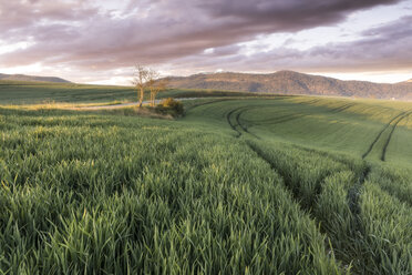 Grünes Gras auf einer Wiese, Urdax, Navarra, Spanien - AURF03918