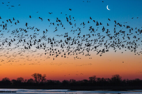 Schwarm von Sandhügelkranichen (Antigone canadensis) bei Sonnenuntergang, Platte River, Kearney, Nebraska, USA - AURF03938