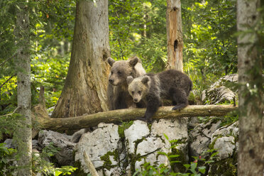 Braunbärenfamilie (Ursus arctos) im Wald, Innerkrain, Slowenien - AURF03964