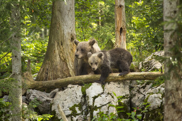 Brown bear (Ursus arctos) family in forest, Inner Carniola, Slovenia - AURF03964