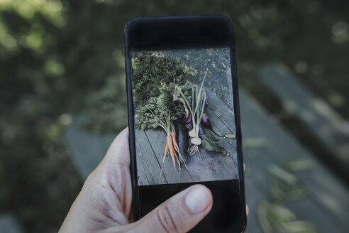 Hand, die ein Smartphone-Foto von Gemüse auf dem Gartentisch macht - KMKF00536