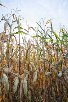 Germany, Bavaria, dried maize field - MAEF12741