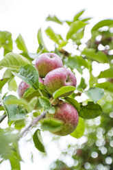 Rote Äpfel im Baum - MAEF12745