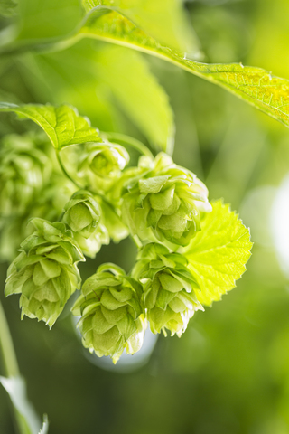 Hop cone, Humulus lupulus stock photo