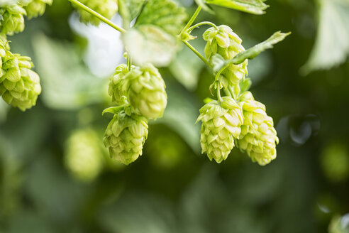 Hopfendolde, Humulus lupulus - MAEF12748