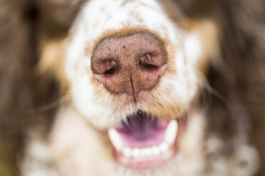 Englischer Springer Spaniel, Nahaufnahme - MAEF12749