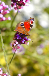 Tagpfauenauge auf Blüte, Inachis Io - JTF01056