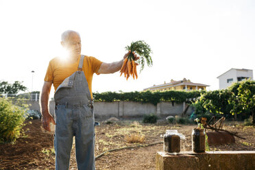 Senior man harvesting carrots - JRFF01837