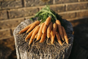 Bunch of carrots harvested on tree stump - JRFF01841