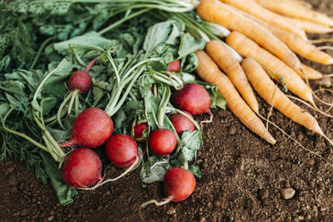 Carrots and radish, ecological freshly harvested - JRFF01843