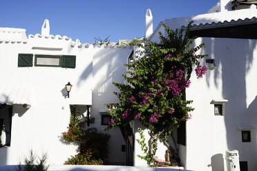 Spanien, Menorca, Binibequer, blühende Pflanzen an Hausfassaden - IGGF00605