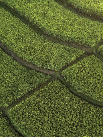 Indonesien, Bali, Luftaufnahme von Reisfeldern, lizenzfreies Stockfoto
