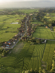 Indonesien, Bali, Luftaufnahme von Reisfeldern - KNTF01260