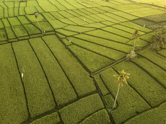 Indonesien, Bali, Luftaufnahme von Reisfeldern - KNTF01262